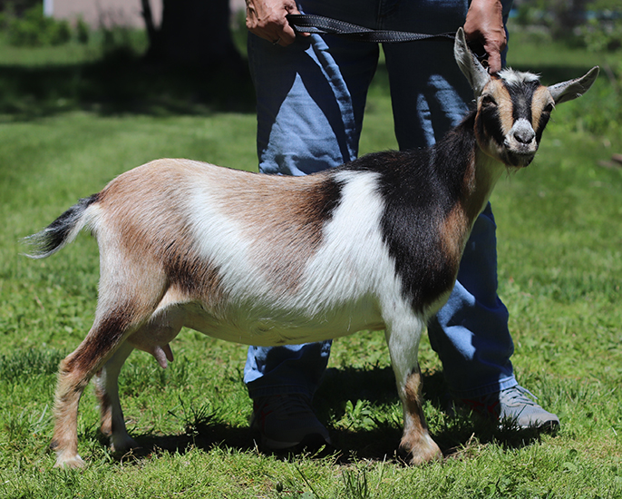 lesperance pineapple express